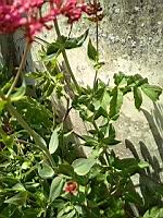 Valeriane (prise a Lens)(2)